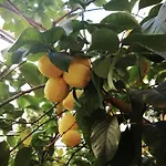 El Limonar De La Ribera Parking Disponible De Pago