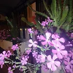 Casa Violeta