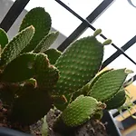 La Palma Flamenca