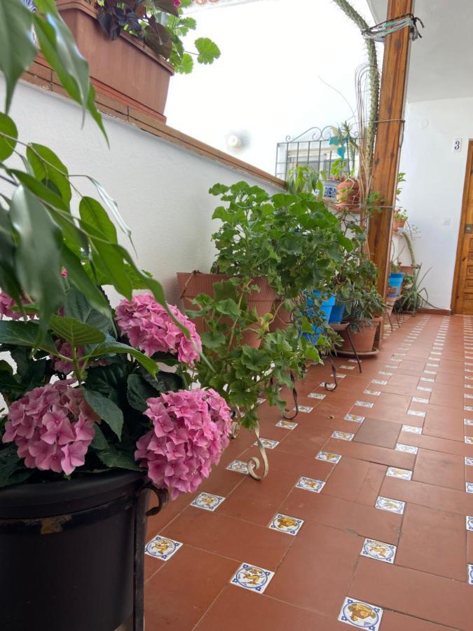 Flores De San Basilio * Córdoba