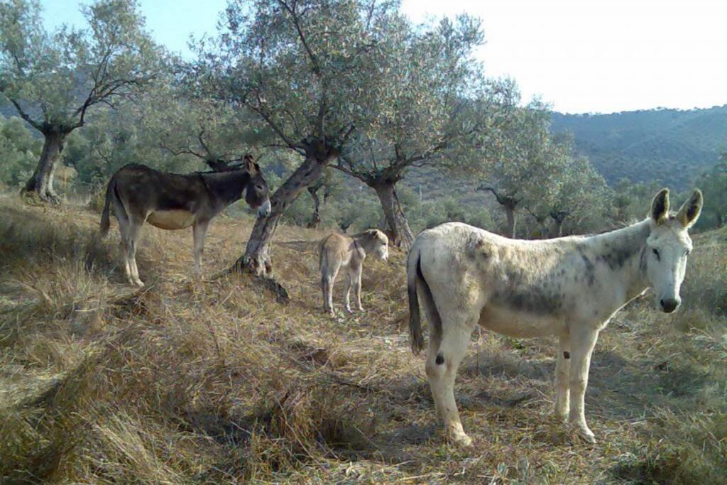 Сasa de vacaciones Cortijo Era Grande 1