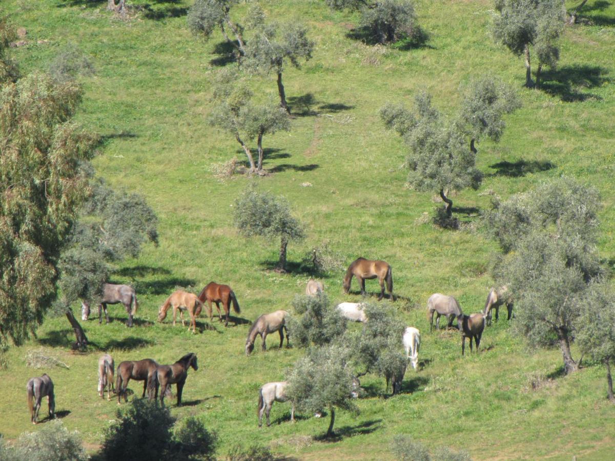 Сasa de vacaciones Cortijo Era Grande 2 Córdoba