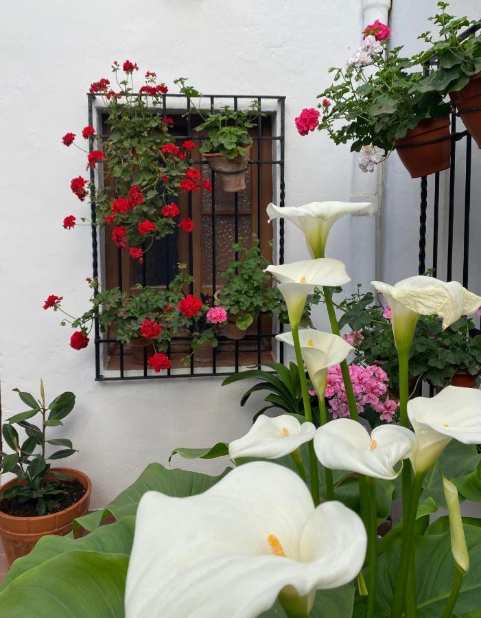 El Patio De Regina Cordoba