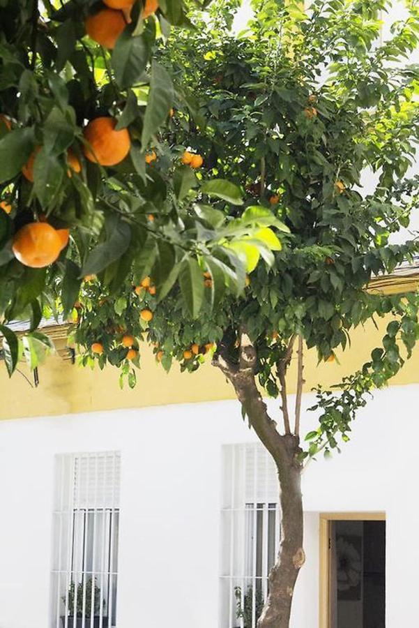 Apartment Costasol Cordoba