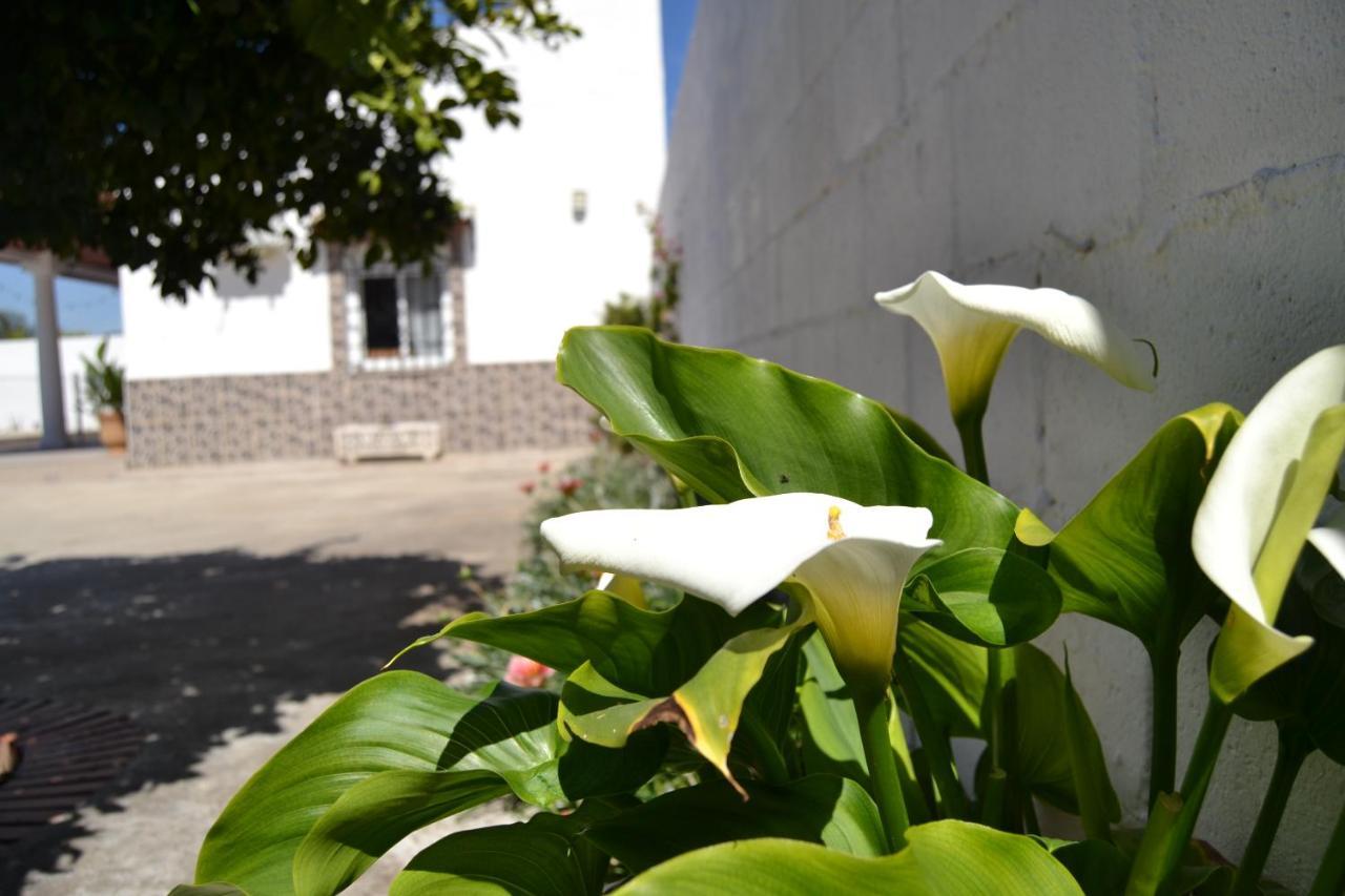 La Orquidea De * Cordoba