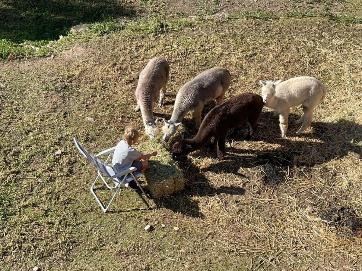 Apartamento Experience Alpacas In Andalucia Córdoba