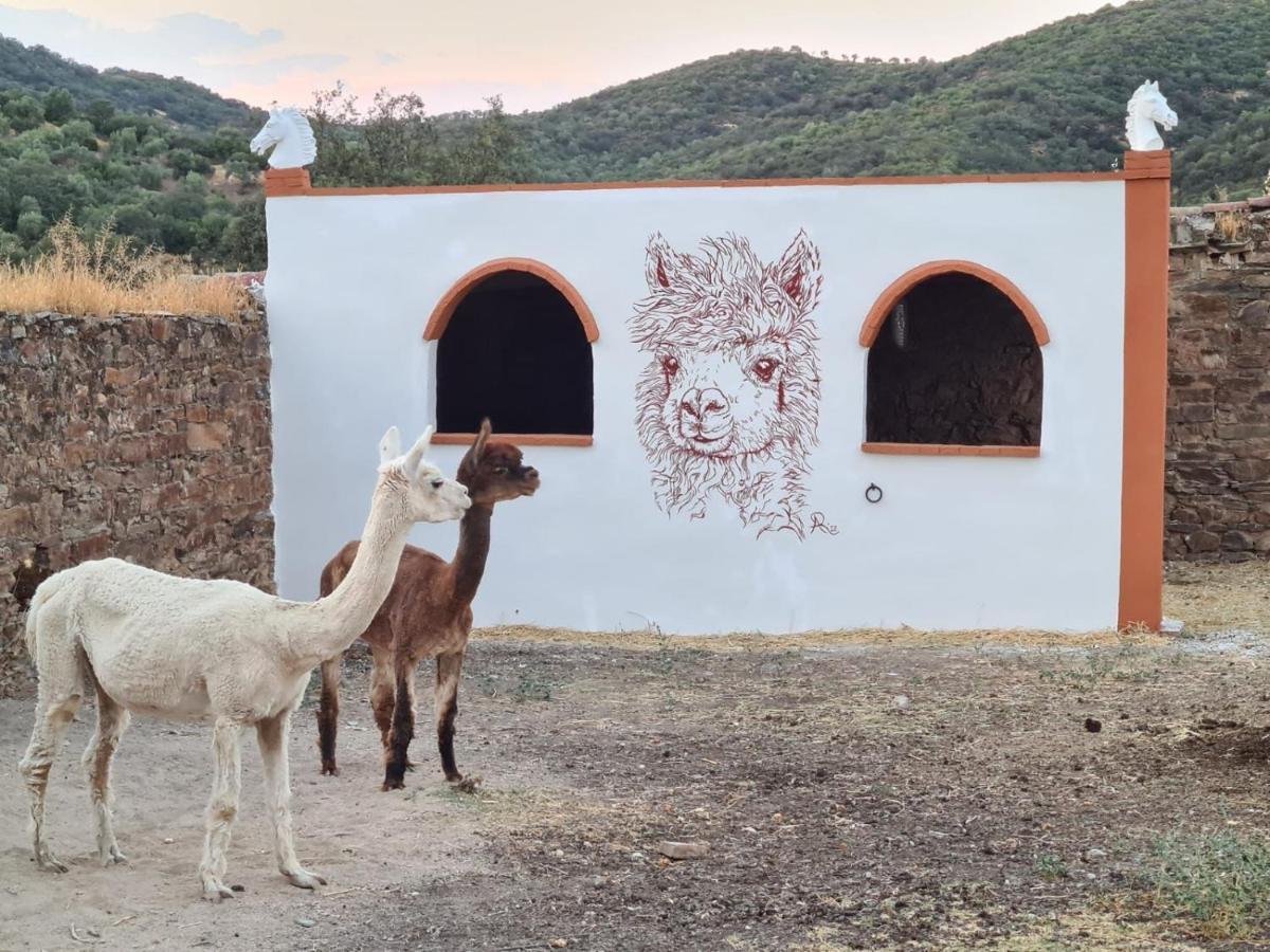 Experience Alpacas In Andalucia Apartamento *