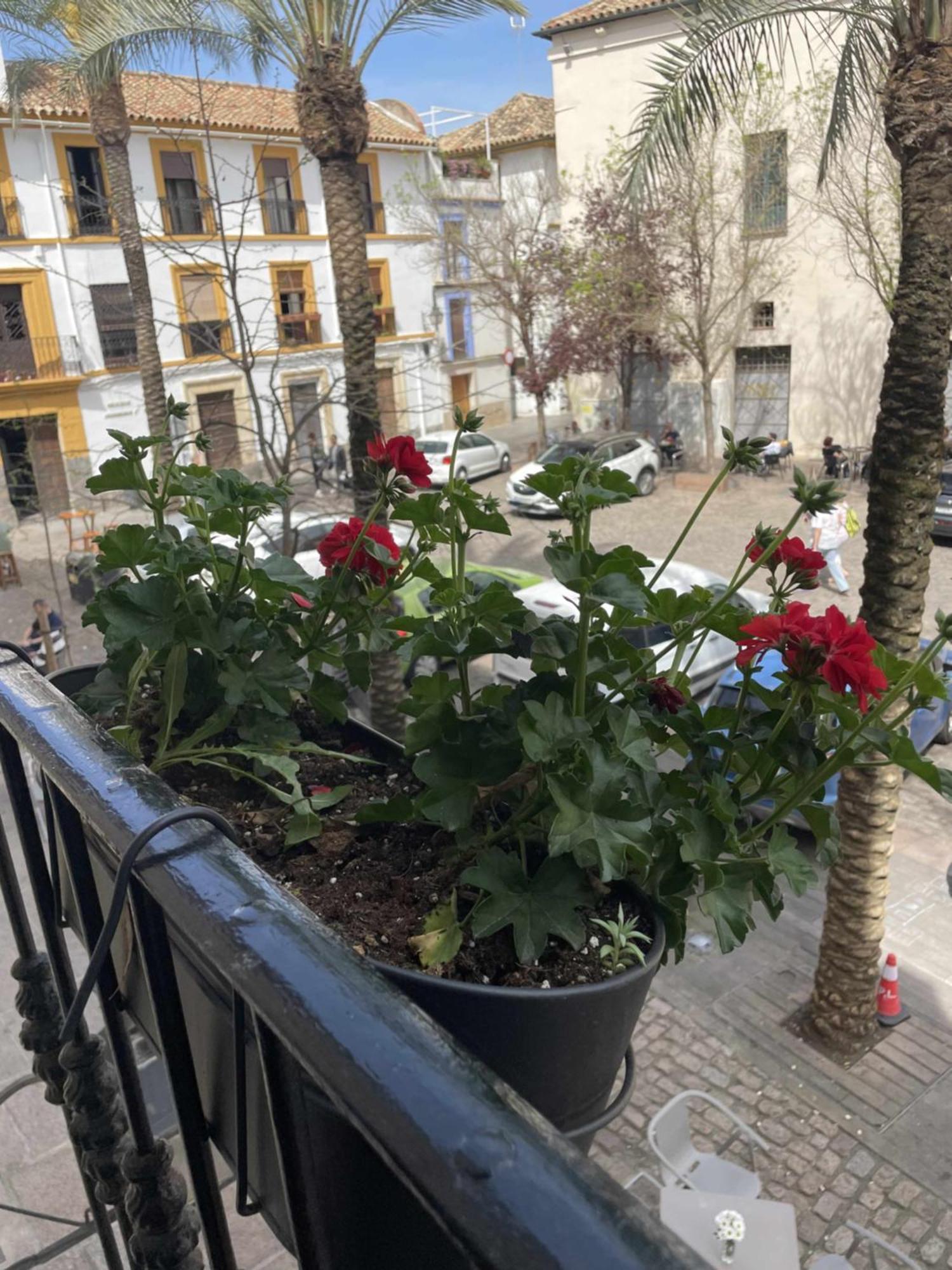 Precioso En Plaza De Cañas *