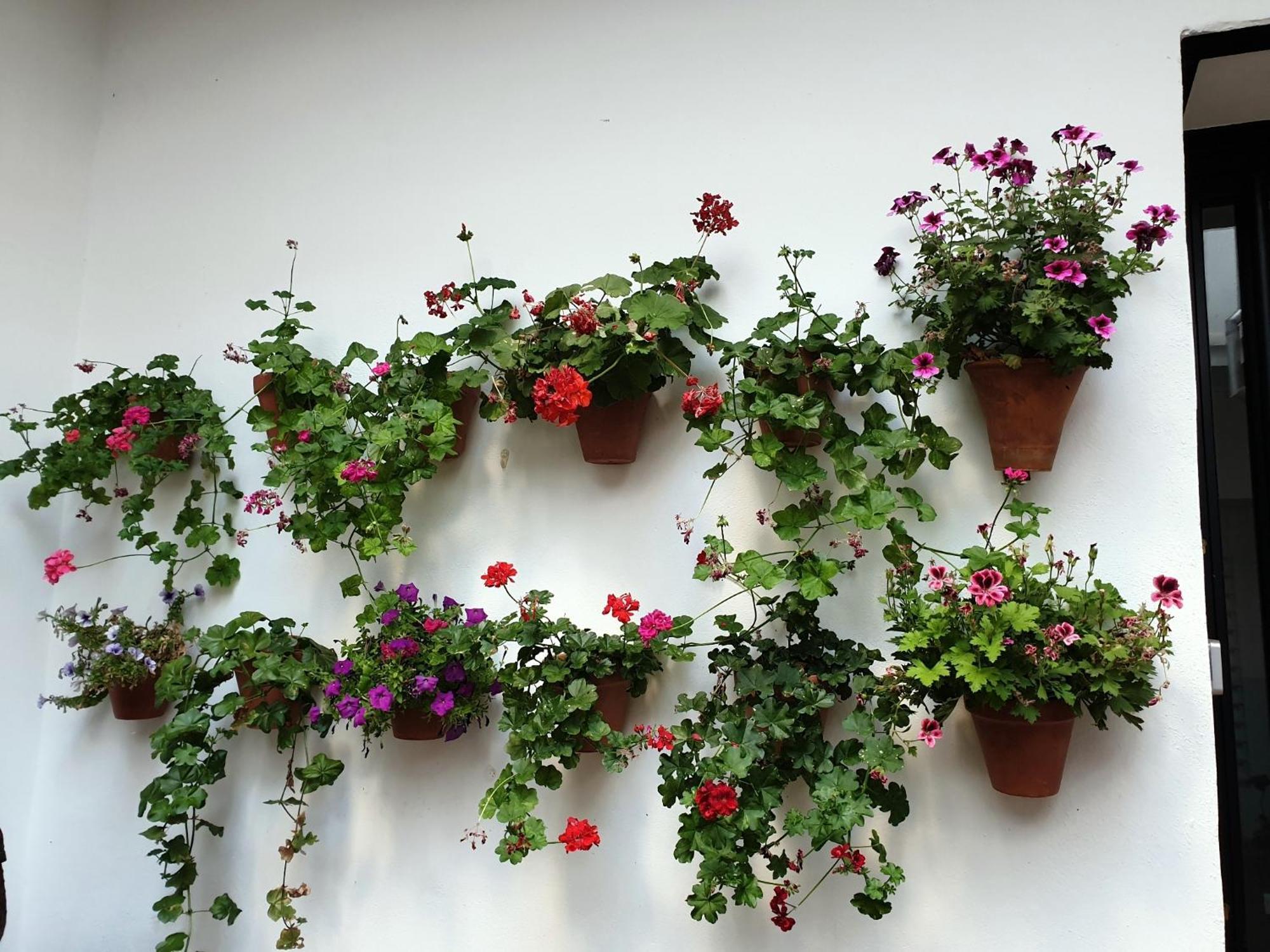 Entre Patios Y Flores *