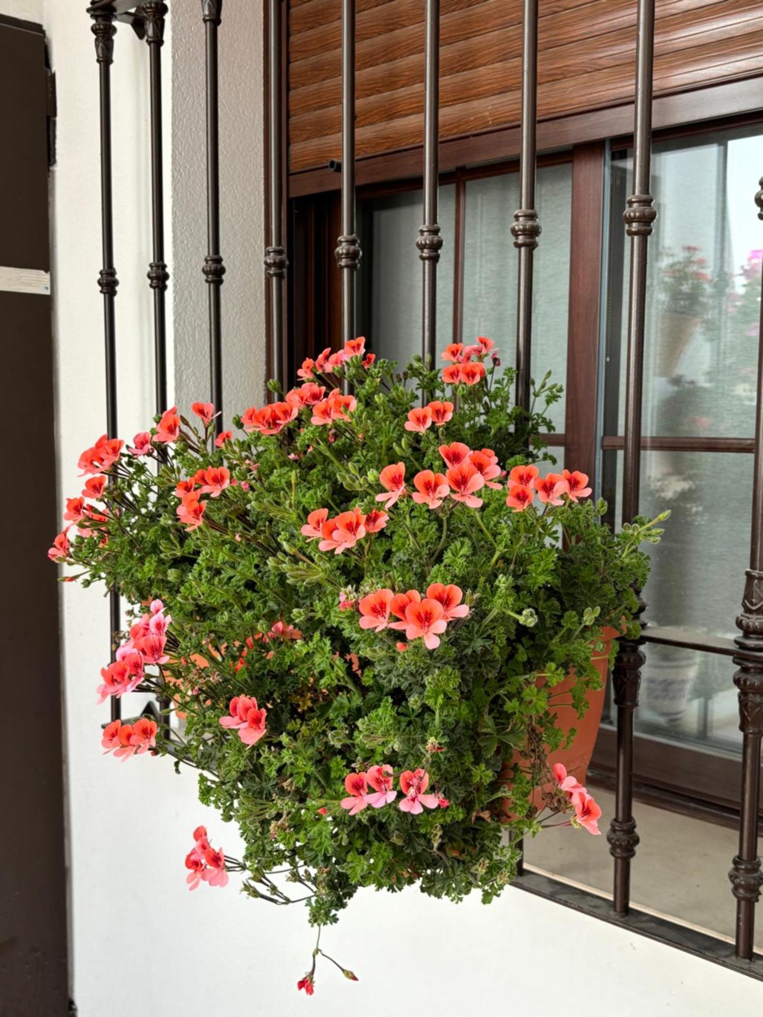 Apartamento Flores De Mayo En Centro