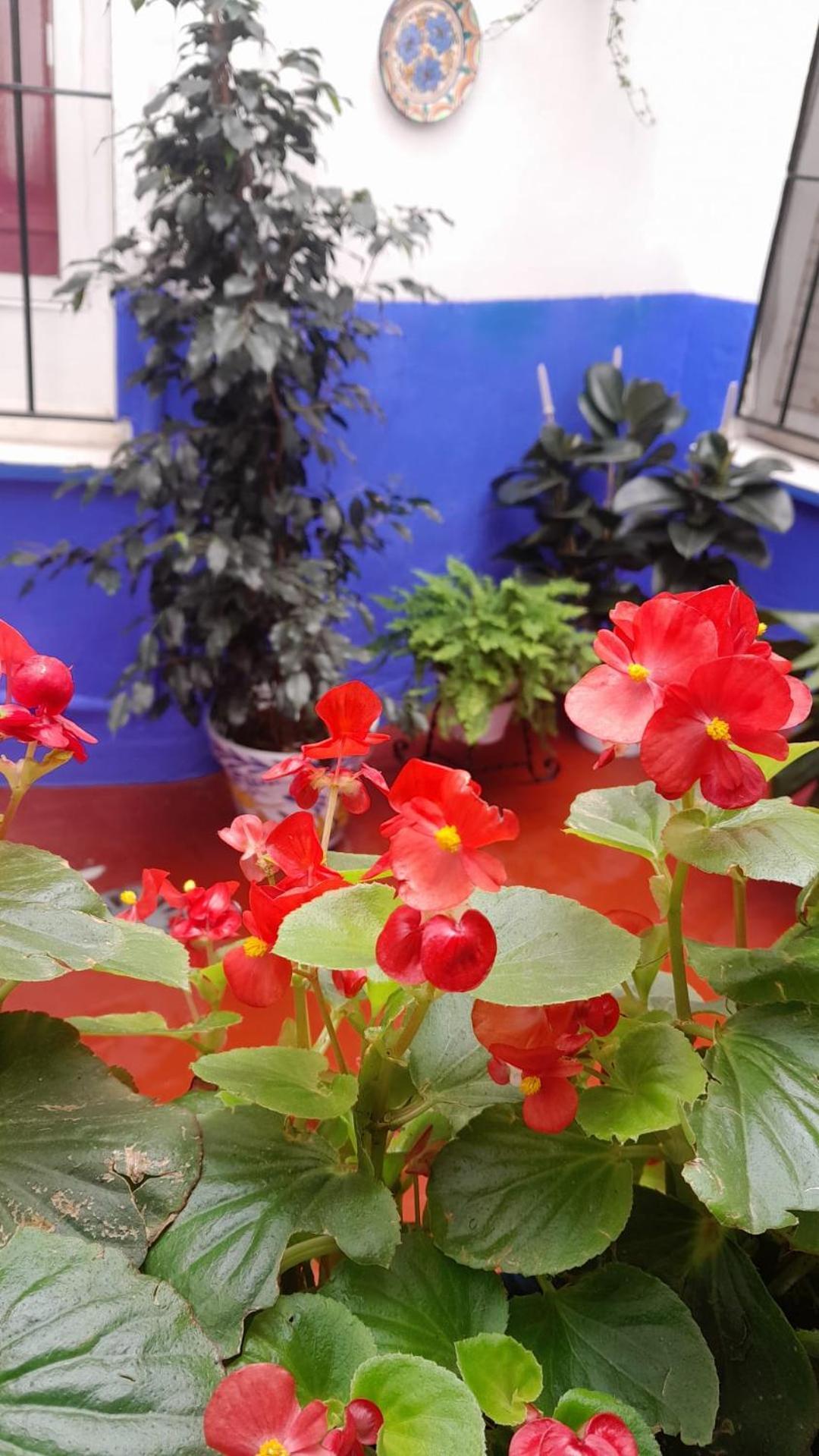 Apartment Puerta Sevilla Parking Gratis Cordoba