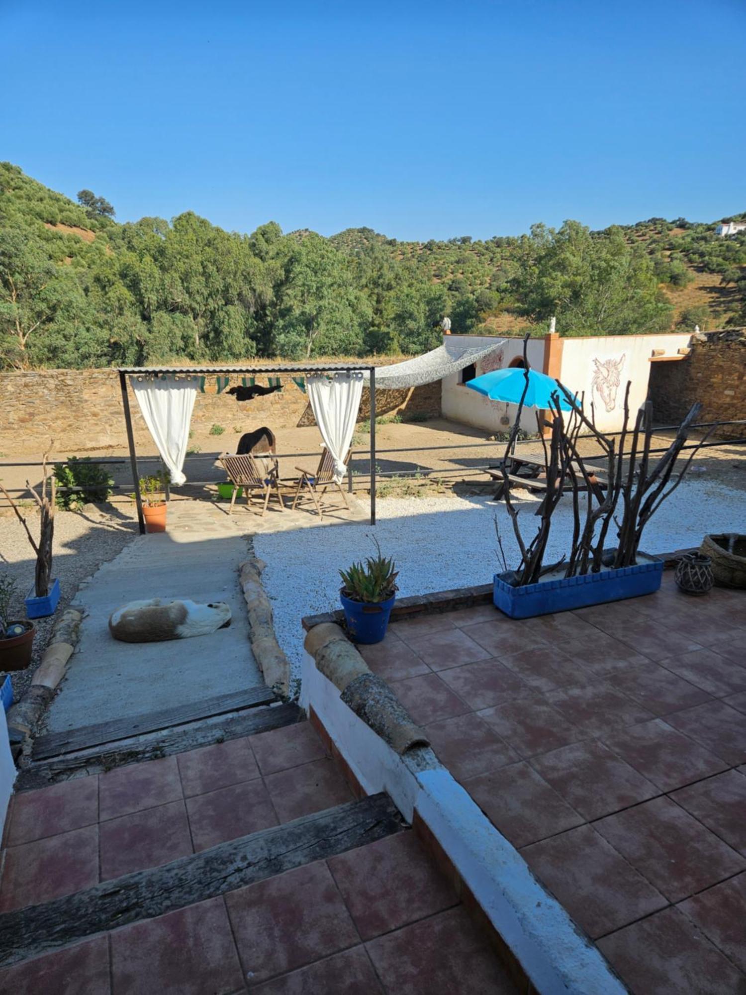 Experience Alpacas In Andalucia Apartamento Córdoba