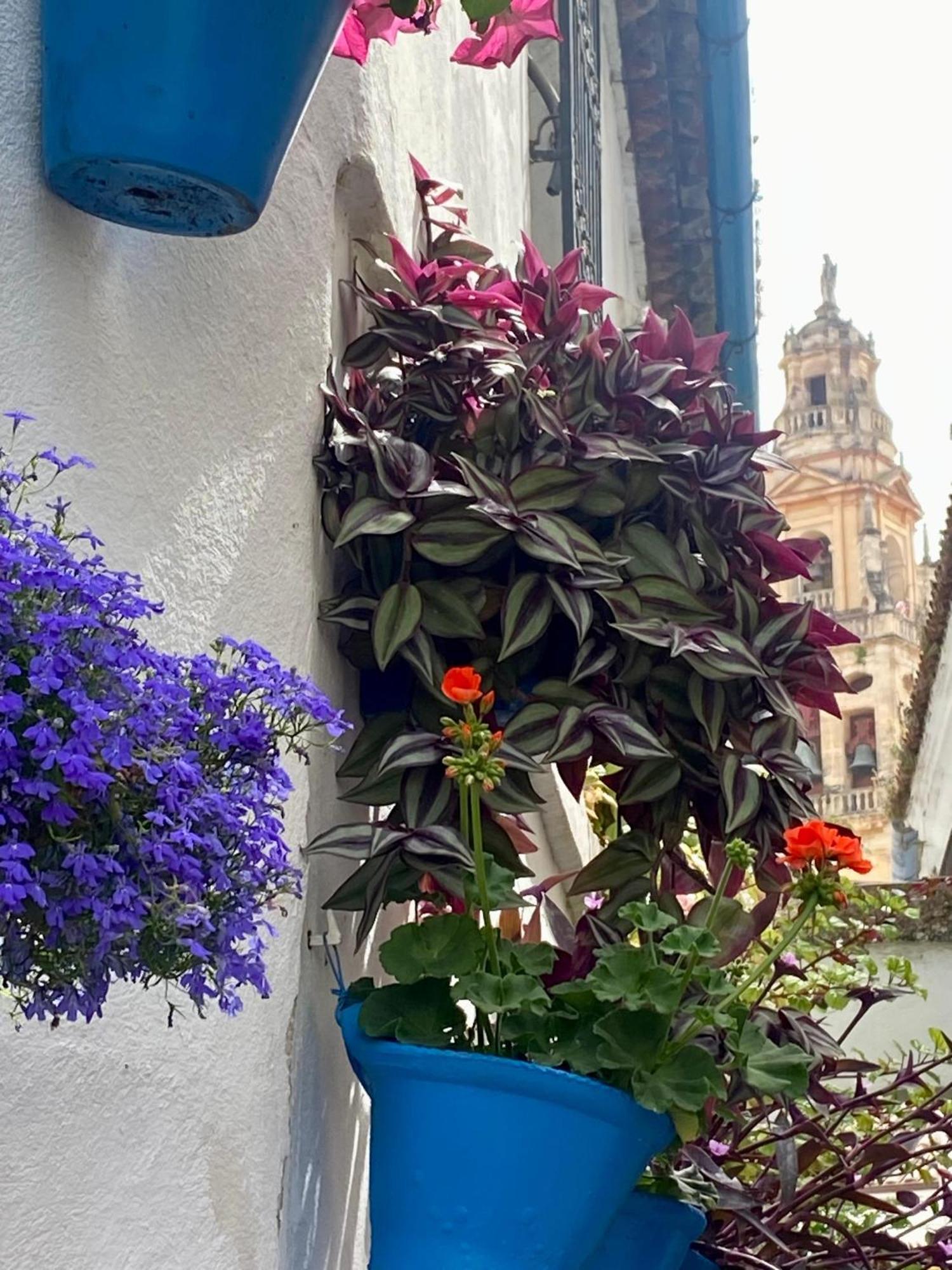 La Buganvilla De Santiago * Cordoba