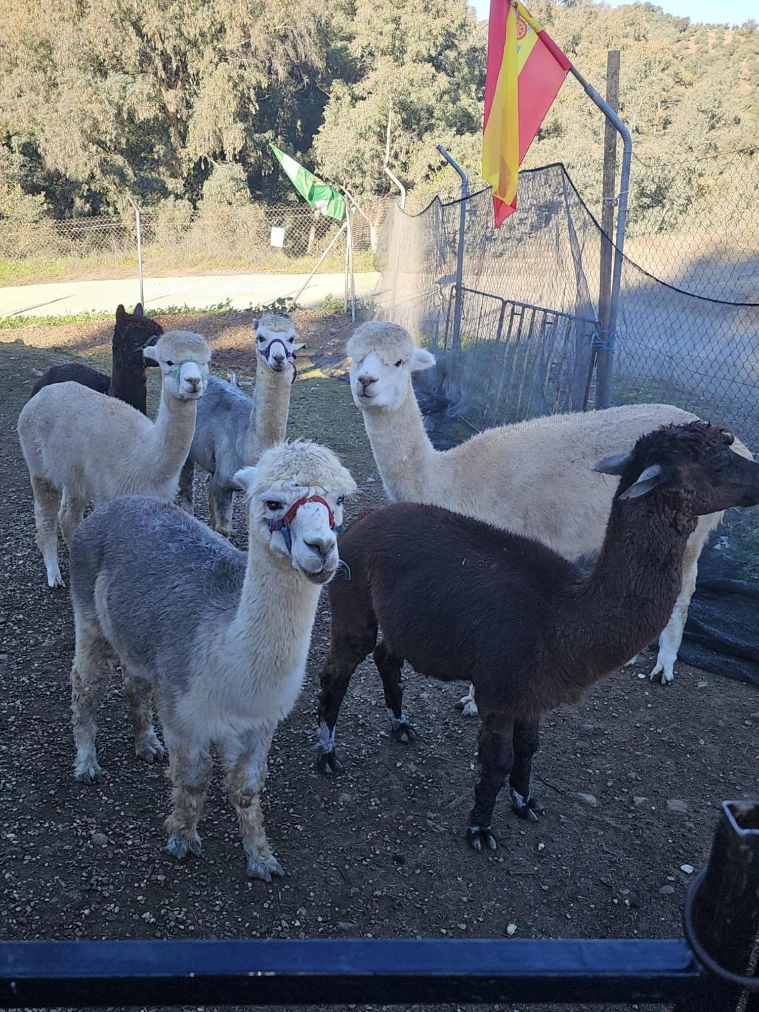 Experience Alpacas In Andalucia Apartamento