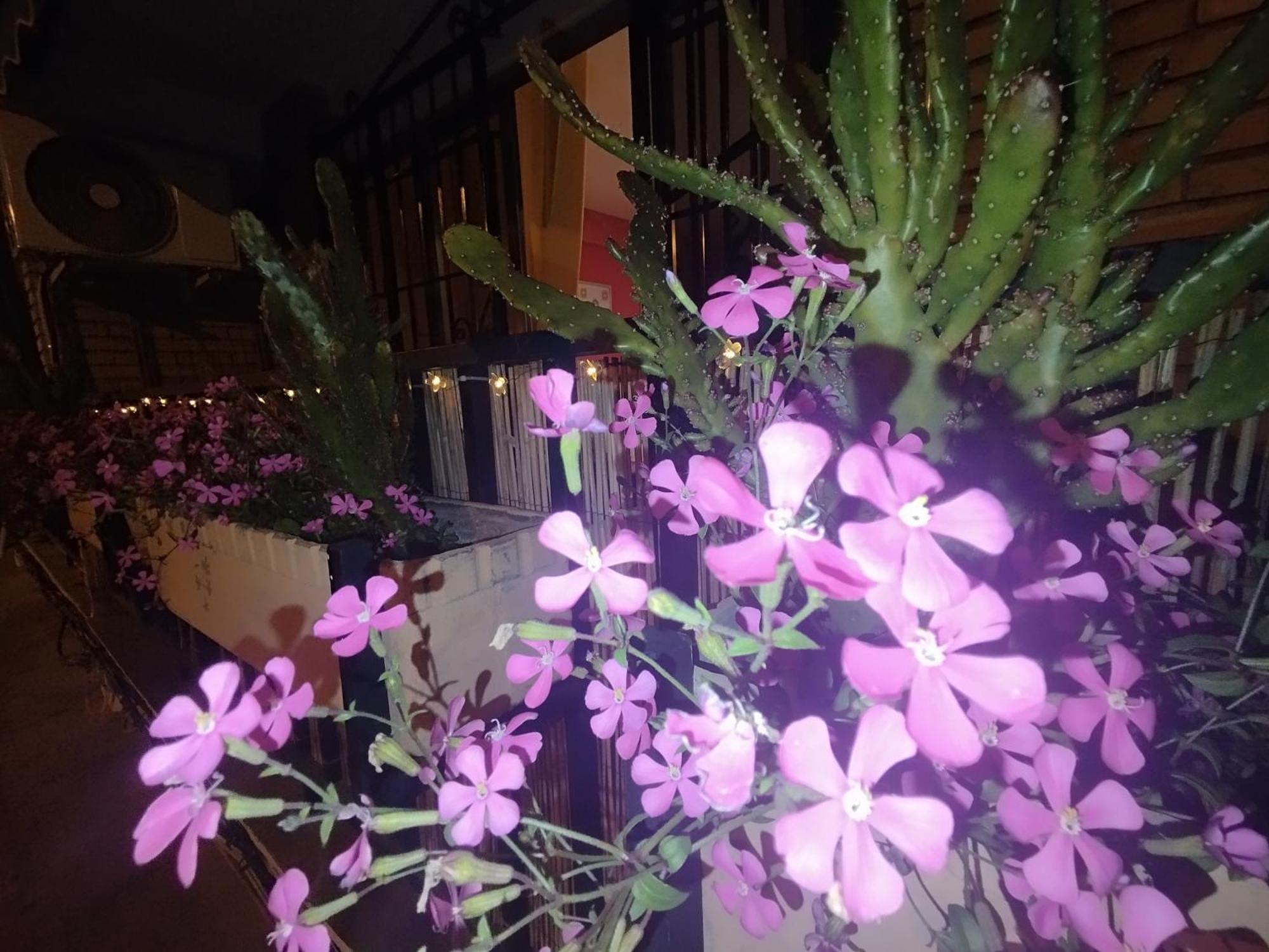 Casa Violeta *