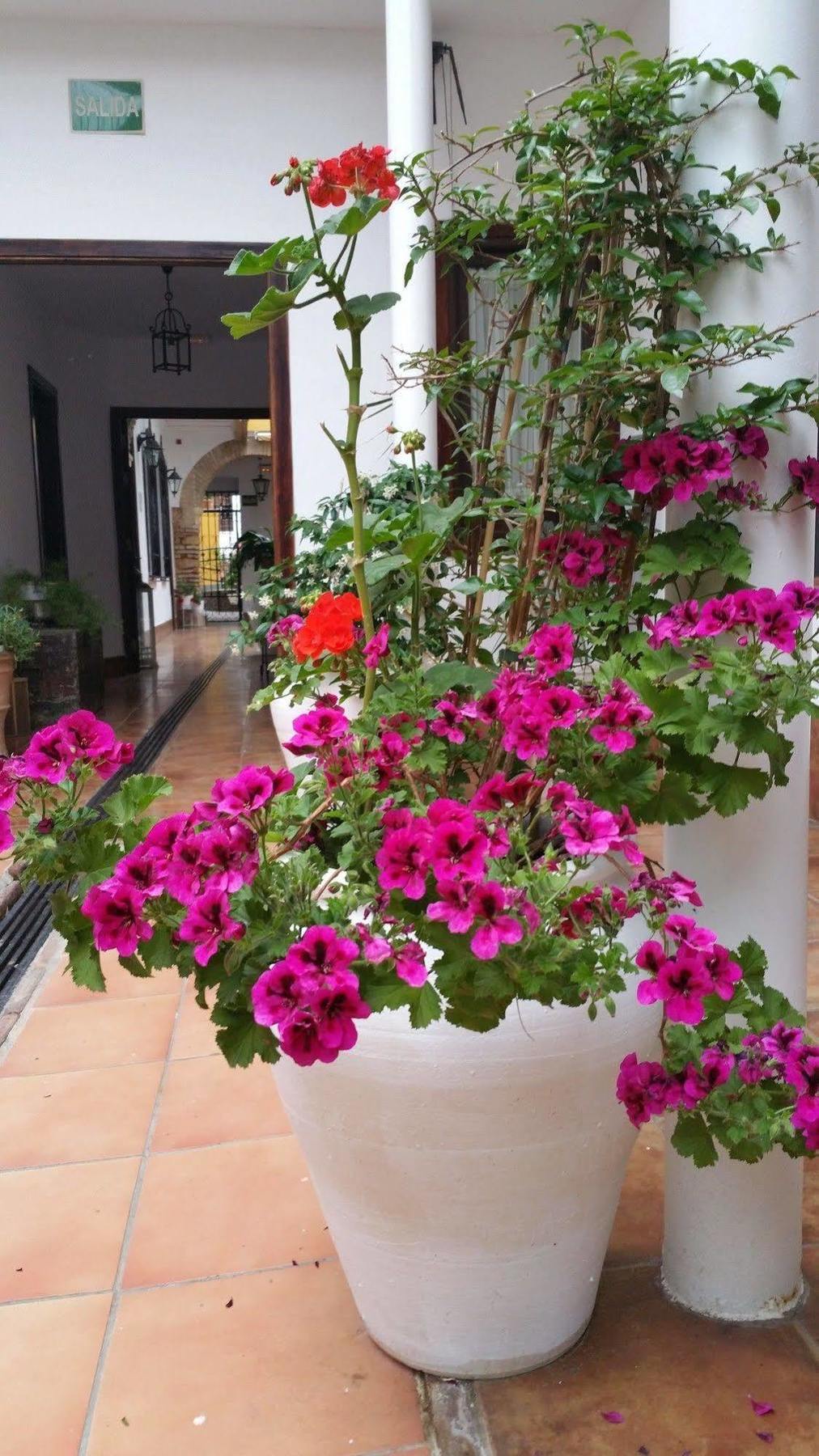 Casa De Naranjos