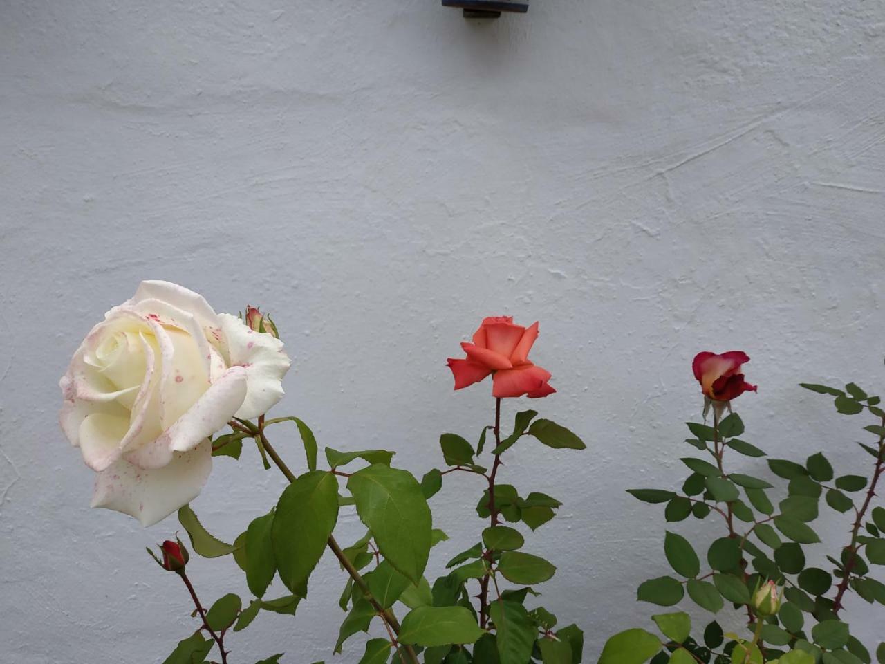 Hostal Esencia De Azahar Guest house Cordoba