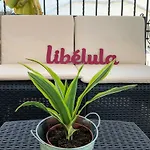 Libélula