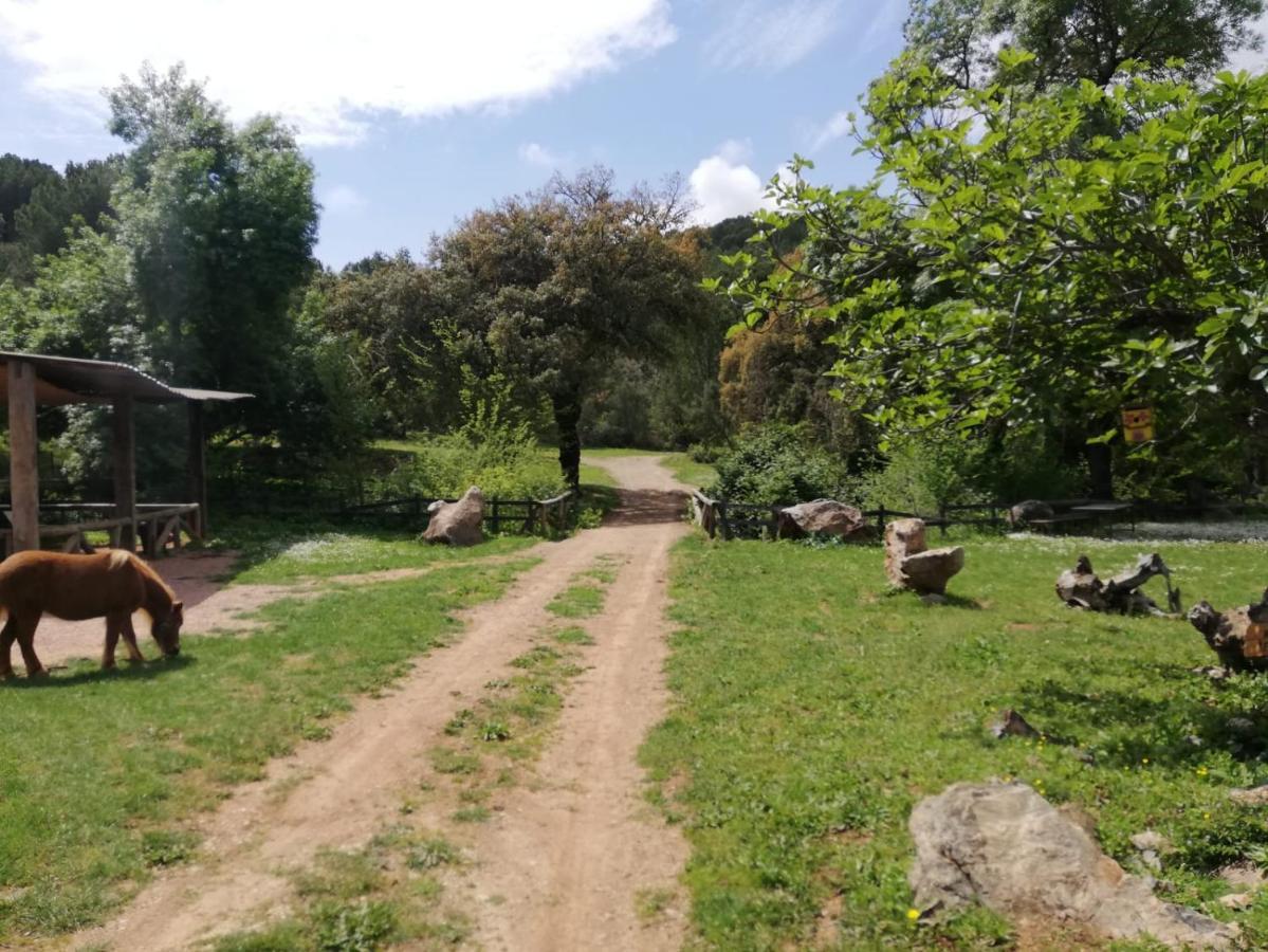 Del Bosque Cerca De Córdoba