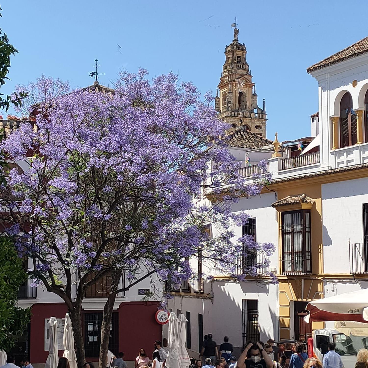 A 20 Metros De La Mezquita Catedral ,apartamentos Turistico Cespedes 5 Apartamento *